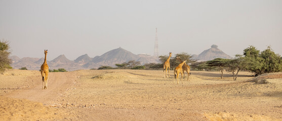 Giraffe in a wildlife conservation park, Abu Dhabi, United Arab Emirates © hyserb