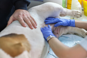 veterinarian examines a dog's suture after surgery. seam treated with silver or aluminum spray....