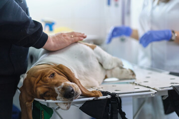 veterinarian examines a dog's suture after surgery. seam treated with silver or aluminum spray....