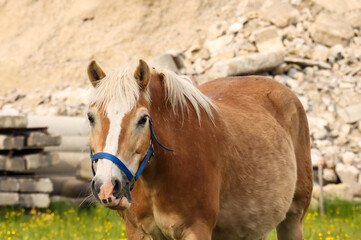 portrait of a horse in field