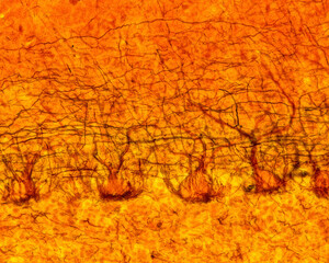 Cerebellum. Purkinje cells