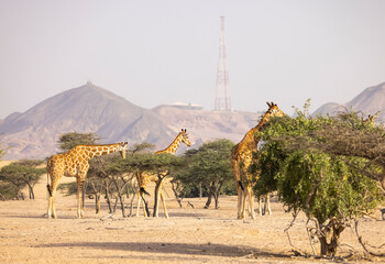 Giraffe in a wildlife conservation park, Abu Dhabi, United Arab Emirates © hyserb