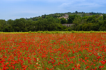 Fototapeta na wymiar field of red flowers in France