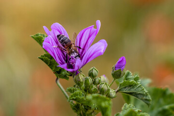 bee in bloom in nature