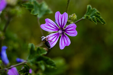 Fototapeta premium bee in bloom in nature