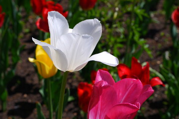 Flowers: Tulips. Suitable for backgrounds.