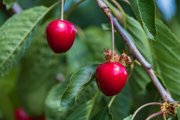 Close up of fresh ripe juicy red cherries on the tree 