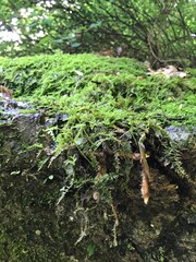 Fototapeta premium Moss blooming on one side of the mountain path.