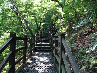 Fototapeta premium A wooden staircase at the entrance of the hiking trail.