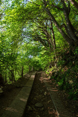 The woods and nature of the Lombard pre Alps in spring near the "alpe del viceré", a well-known locality just an hour's drive from Milan, Italy - May 2021.