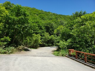 生い茂る森と道