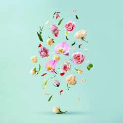 Beautiful spring flowers flying in the air, against teal background; Creative spring floral layout....