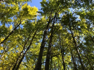 A forest road full of tall trees.