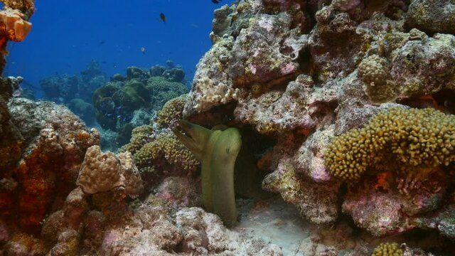 Couple of Green Moray Eel in coral reef of Caribbean Sea, Curacao
