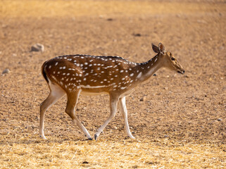 Chital Indian Spotted Deer at a wildlife conservation park in Abu Dhabi, United Arab Emirates