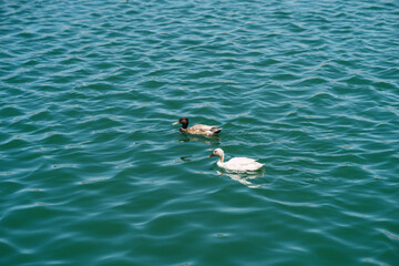 Bandada de patos y otras aves en un estanque de agua frente a edificio a pleno sol