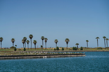 Fototapeta premium Bandada de patos y otras aves en un estanque de agua frente a edificio a pleno sol