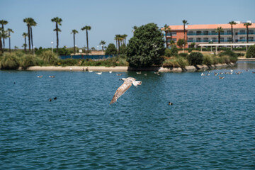 Bandada de patos y otras aves en un estanque de agua frente a edificio a pleno sol