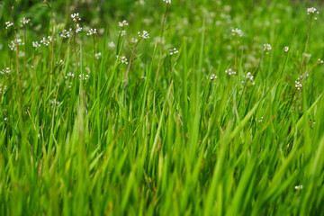 Natural background. Green succulent unmown grass in spring. Green grass in a meadow or pasture. Nature spring grass background.