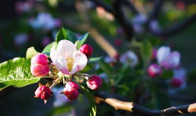 Fototapeta na wymiar Blooming apple tree. Apple-tree flowers in sunbeams close-up. Gardening.