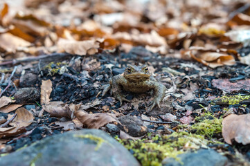 Forest Toad. A frog in the woods. Amphibian jumping through the woods. The toad moves to the lake.