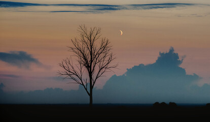 tree with moon in the background