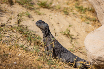 Uromastyx lizard, also known as a Dabb lizard, sun bathing in a wildlife nature reserve, Abu Dhabi