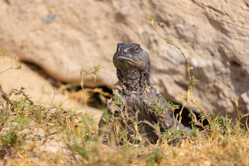 Uromastyx lizard, also known as a Dabb lizard, sun bathing in a wildlife nature reserve, Abu Dhabi