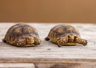 Egyptian tortoise in a wildlife conservation park, Abu Dhabi, United Arab Emirates