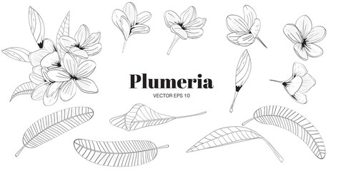 Plumeria flower  and leaves isolated. For banners, logo, cards, posters, template. Vector. Hand drawn.
