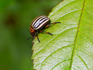 The Colorado beetle.
This is the main enemy of potato fields. It is an insect of the leaf beetle family. The back of the adult beetle has a bright yellow-orange hue, black stripes on the wings.