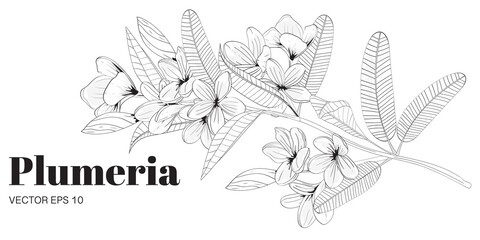 Beautiful plumeria flowers with leaves on branch. For banners, logo, cards, posters, templateHand drawn. Vector flowers. 