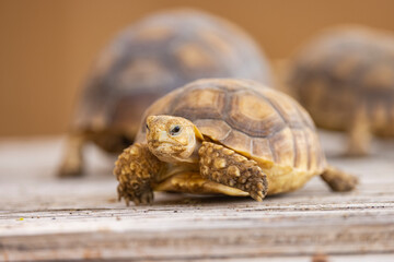 Egyptian tortoise in a wildlife conservation park, Abu Dhabi, United Arab Emirates