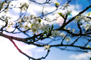 flowering plum branches against a sunny blue sky