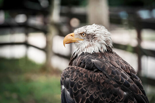 Wild eagle bird in nature