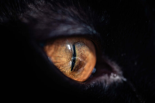 Black cat eye staring away attentively