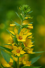 Punktierter Gilbweiderich (Lysimachia punctata)	