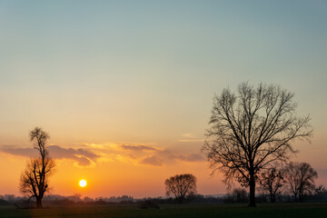 Fototapeta na wymiar Black silhouettes of trees visible during sunset