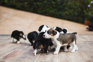 Charming Border Collie puppies playing on parquet