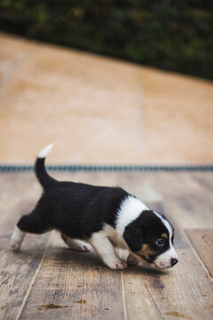 Charming Border Collie puppy playing on parquet