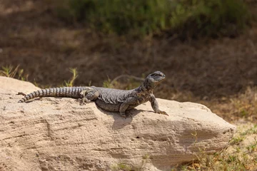 Tuinposter Uromastyx lizard, also known as a Dabb lizard, sun bathing in a wildlife nature reserve, Abu Dhabi © hyserb