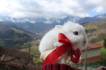 white bunny
