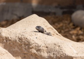Uromastyx lizard, also known as a Dabb lizard, sun bathing in a wildlife nature reserve, Abu Dhabi