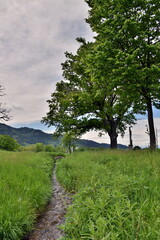 Schwarzwaldfrühlingslandschaft im Dreisamtal