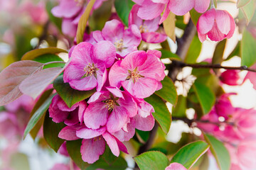 Large flowers with pink petals and yellow stamens bloomed on the apple trees. The apple tree branch blooms with pink flowers