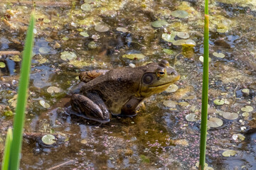 Closeup shot of an American bullfrog in a swamp - obrazy, fototapety, plakaty