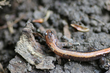 Closeup shot of a red-backed salamander on a forest floor