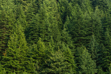 background solid himalayan spruce in may.