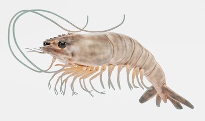 Realistic 3D Render of Prawn © bescec