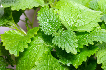 Fragrant spicy herb mint